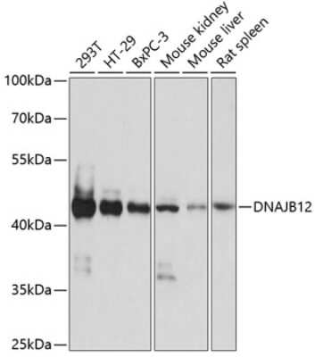 Western Blot: DNAJB12 AntibodyAzide and BSA Free [NBP2-92179]