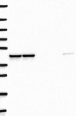 Western Blot: DNAJB12 Antibody [NBP3-17700]