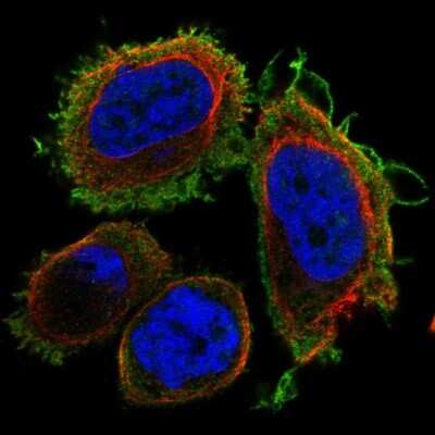 Immunocytochemistry/ Immunofluorescence: DNAJB13 Antibody [NBP2-68770]