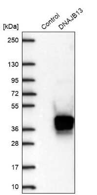 Western Blot: DNAJB13 Antibody [NBP2-30620]