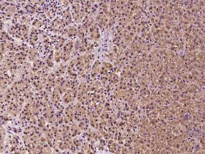 Immunohistochemistry-Paraffin: DNAJB14 Antibody [NBP2-97528]