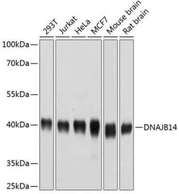 Western Blot: DNAJB14 AntibodyBSA Free [NBP2-92648]