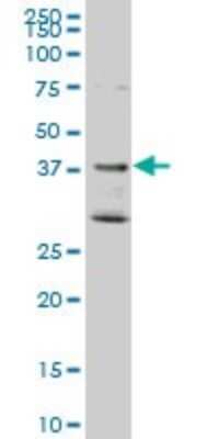 Western Blot: DNAJB2 Antibody (1B7) [H00003300-M02]