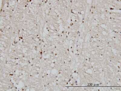Immunohistochemistry-Paraffin: DNAJB2 Antibody (2C9) [H00003300-M03]
