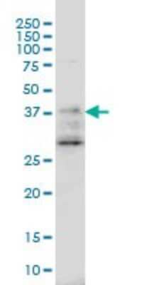 Western Blot: DNAJB2 Antibody (2C9) [H00003300-M03]