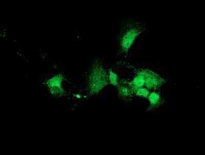 Immunocytochemistry/ Immunofluorescence: DNAJB2 Antibody (OTI4D12) - Azide and BSA Free [NBP2-70951]