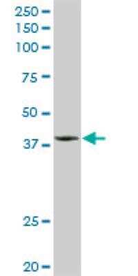 Western Blot: DNAJB2 Antibody [H00003300-D01P]