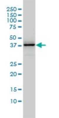 Western Blot: DNAJB4 Antibody (1H2-3G4) [H00011080-M01]