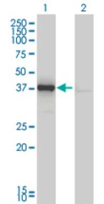 Western Blot: DNAJB4 Antibody (1H2-3G4) [H00011080-M01]