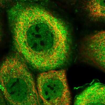 Immunocytochemistry/ Immunofluorescence: DNAJB4 Antibody [NBP1-81736]