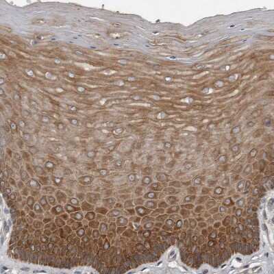 Immunohistochemistry-Paraffin: DNAJB4 Antibody [NBP1-81735]
