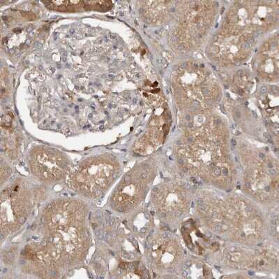 Immunohistochemistry-Paraffin: DNAJB4 Antibody [NBP1-81735]
