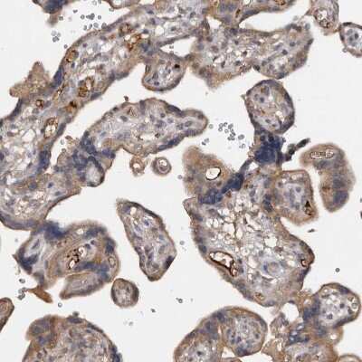Immunohistochemistry-Paraffin: DNAJB4 Antibody [NBP1-81735]