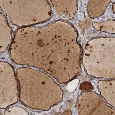 Immunohistochemistry-Paraffin: DNAJB4 Antibody [NBP1-81735]