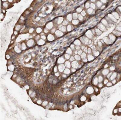 Immunohistochemistry-Paraffin: DNAJB4 Antibody [NBP1-81736]