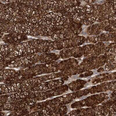 Immunohistochemistry-Paraffin: DNAJB4 Antibody [NBP1-81736]