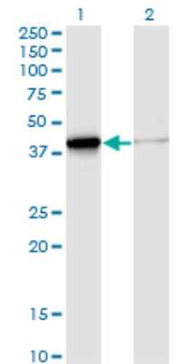 Western Blot: DNAJB4 Antibody (S13) [H00011080-M02]