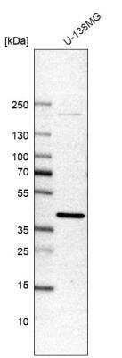 Western Blot: DNAJB4 Antibody [NBP1-81735]