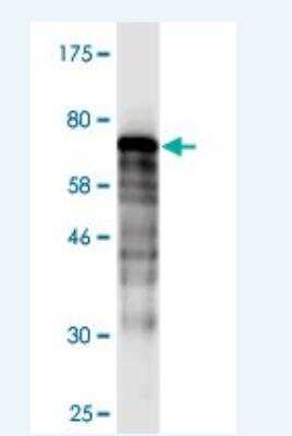 Western Blot: DNAJB5 Antibody (1C2) [H00025822-M02]