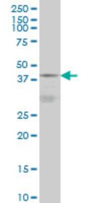 Western Blot: DNAJB5 Antibody (1C3) [H00025822-M01]