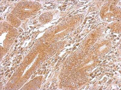 Immunohistochemistry-Paraffin: DNAJB5 Antibody [NBP2-16192]