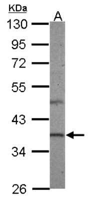 Western Blot: DNAJB5 Antibody [NBP2-16192]