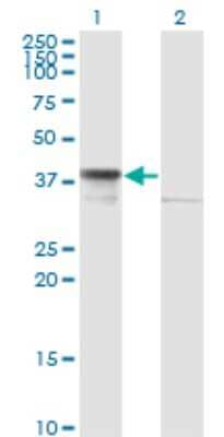 Western Blot: DNAJB6 Antibody (2D12-B9) [H00010049-M02]