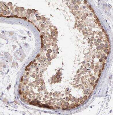 Immunohistochemistry-Paraffin: DNAJB7 Antibody [NBP1-81692]