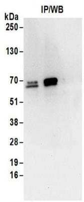 Immunoprecipitation: DNAJC1 Antibody [NBP2-32128]