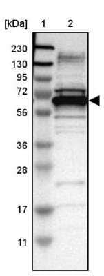 Western Blot: DNAJC1 Antibody [NBP1-85002]