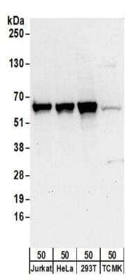 Western Blot: DNAJC1 Antibody [NBP2-32127]