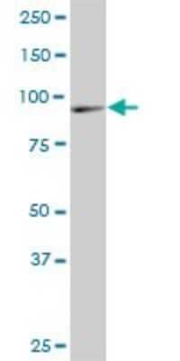 Western Blot: DNAJC10 Antibody (3A8) [H00054431-M02]