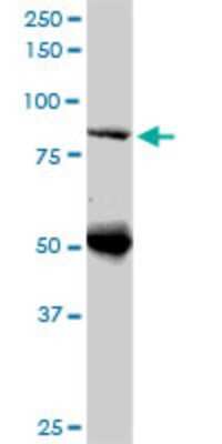 Western Blot: DNAJC10 Antibody (3A8) [H00054431-M02]