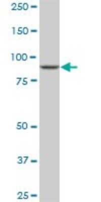 Western Blot: DNAJC10 Antibody (3C4) [H00054431-M01]