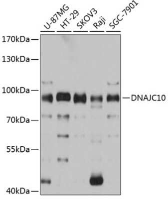 Western Blot: DNAJC10 AntibodyAzide and BSA Free [NBP2-92054]