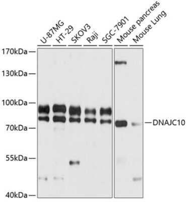 Western Blot: DNAJC10 AntibodyAzide and BSA Free [NBP2-92071]