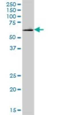 Western Blot: DNAJC11 Antibody [H00055735-B01P]