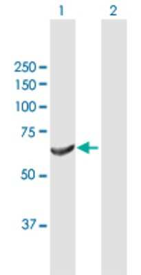 Western Blot: DNAJC11 Antibody [H00055735-B01P]