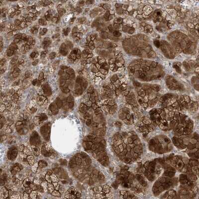 Immunohistochemistry-Paraffin: DNAJC12 Antibody [NBP1-83083]
