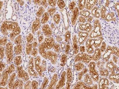 Immunohistochemistry-Paraffin: DNAJC12 Antibody [NBP2-97428]