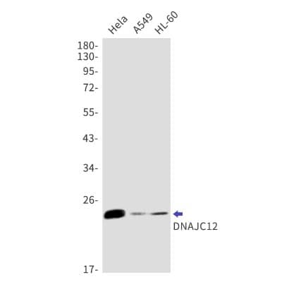 Western Blot: DNAJC12 Antibody (S04-3E8) [NBP3-19858]