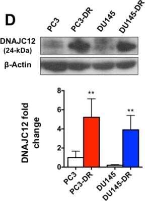 Western Blot: DNAJC12 Antibody [NBP1-57718]