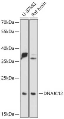 Western Blot: DNAJC12 AntibodyAzide and BSA Free [NBP2-92378]