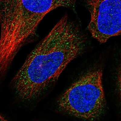 Immunocytochemistry/ Immunofluorescence: DNAJC13 Antibody [NBP1-93623]