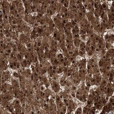 Immunohistochemistry: DNAJC13 Antibody [NBP2-38339]