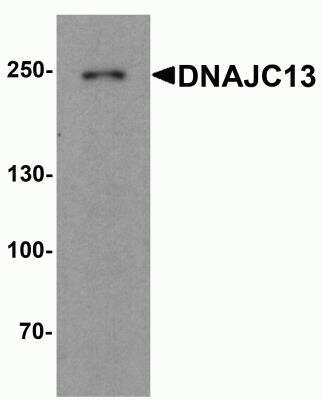 Western Blot: DNAJC13 AntibodyBSA Free [NBP2-81919]