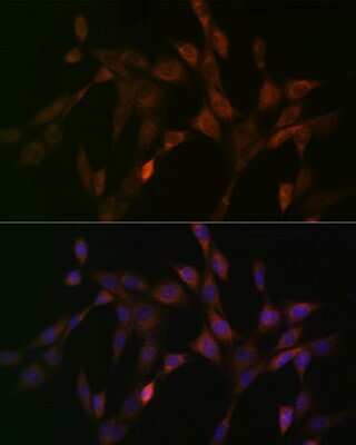 Immunocytochemistry/ Immunofluorescence: DNAJC15 Antibody (7D7X7) [NBP3-16488]