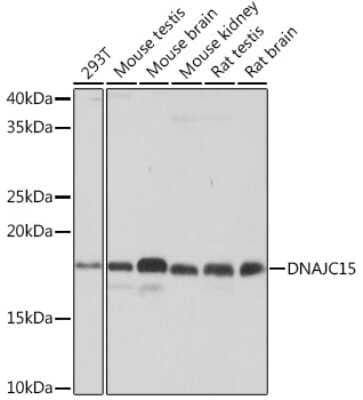 Western Blot: DNAJC15 Antibody (7D7X7) [NBP3-16488]