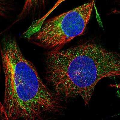 Immunocytochemistry/ Immunofluorescence: DNAJC16 Antibody [NBP1-81454]