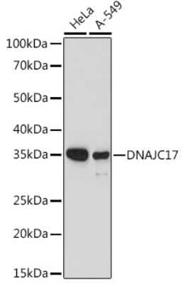 Western Blot: DNAJC17 AntibodyAzide and BSA Free [NBP3-15969]